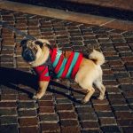 Odrywisborn Net Smart Care About Your Pets - leash script roblox